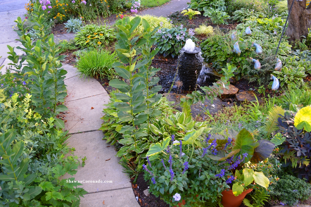 Milkweed design front garden