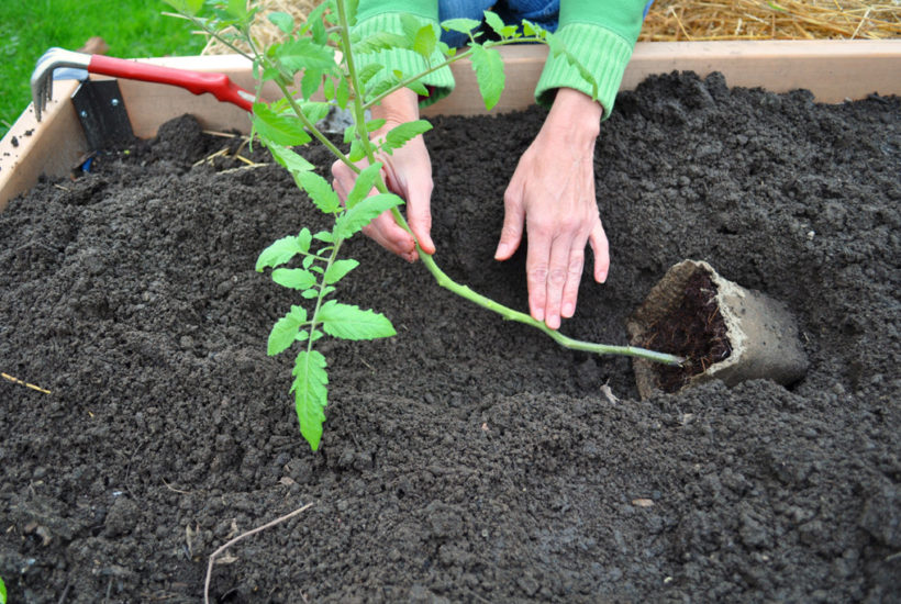 How to Plant a Tomato with a Trench Technique