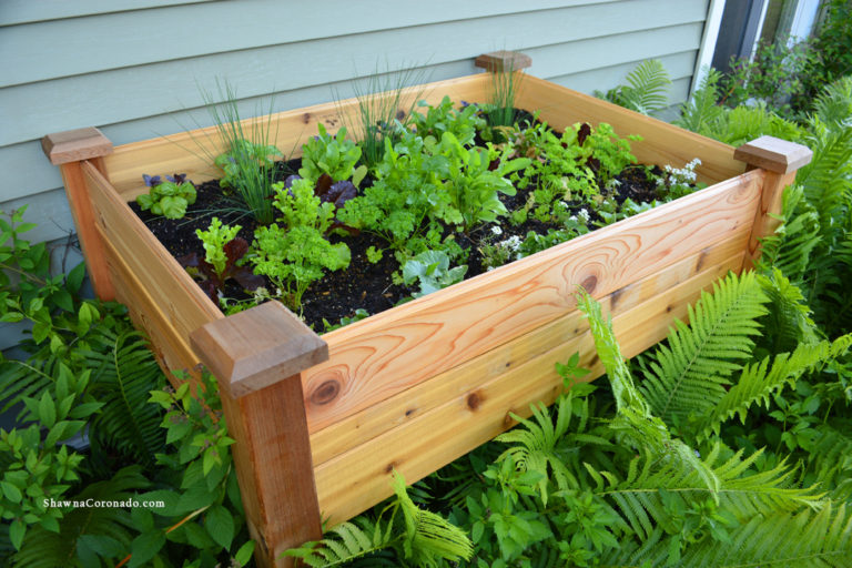 Grow a Shade Vegetable Garden