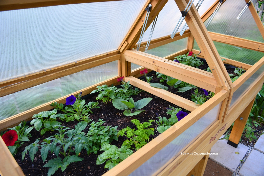 VegTrug Elevated Beds with Wave Petunias and Tomatoes