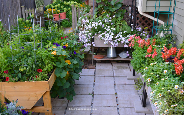 Wave Petunia in Elevated Beds