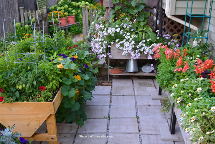 How to Prune the Wave Petunia