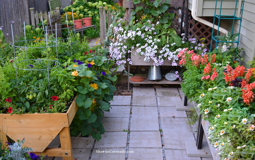 How to Prune the Wave Petunia