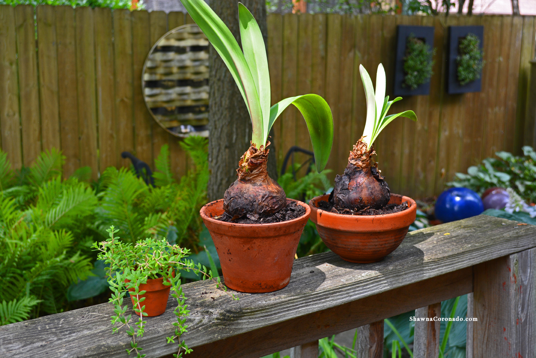 Amaryllis Plant in Summer