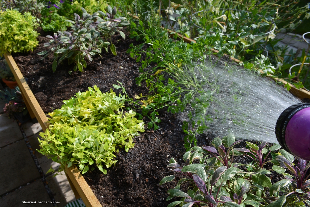 Herb Garden Elevated Bed Watering