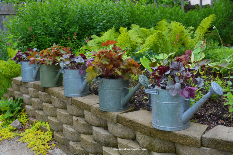 Heuchera Dolce Silver Gumdrop