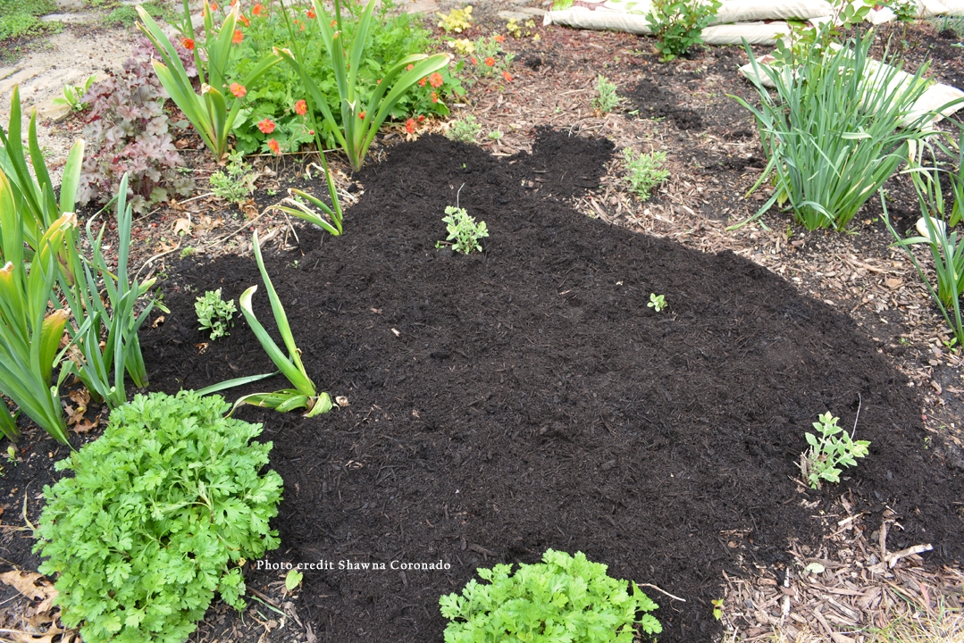 till-free vegetable garden