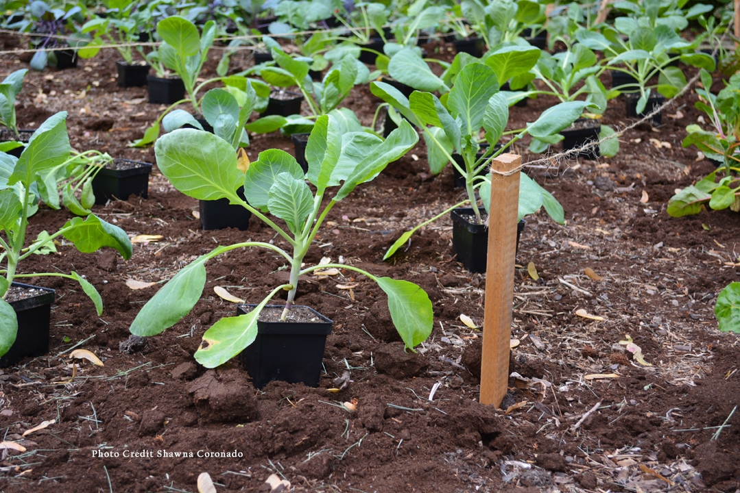 till-free vegetable garden