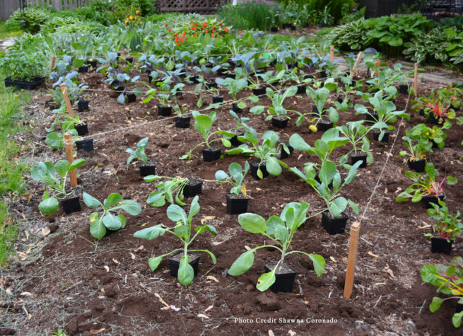 How I Built a Till-Free Vegetable Garden ⋆ Shawna Coronado