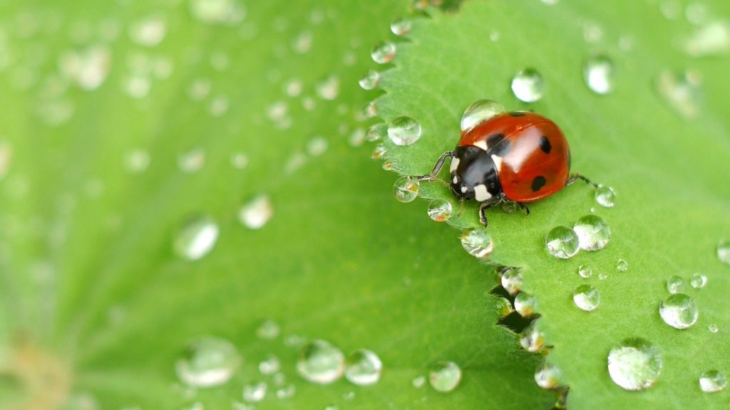 Beneficial garden insects 