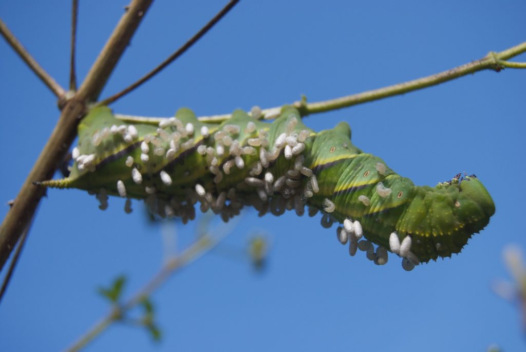 MGK Parasitic Wasp Eggs on Caterpillar