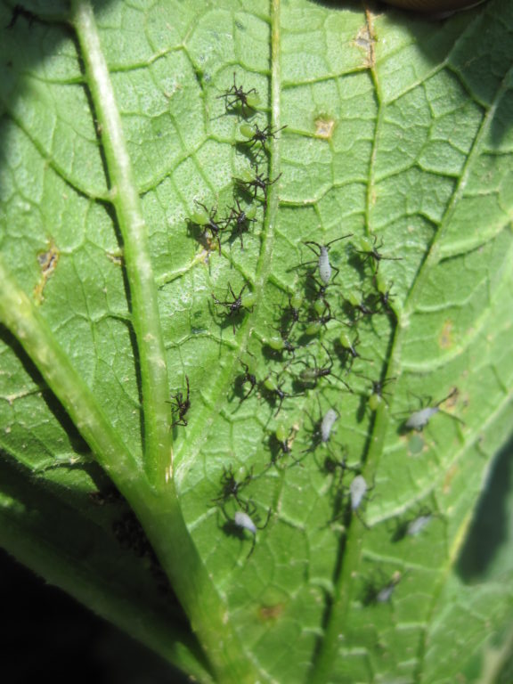 Aphids on Back of leaf