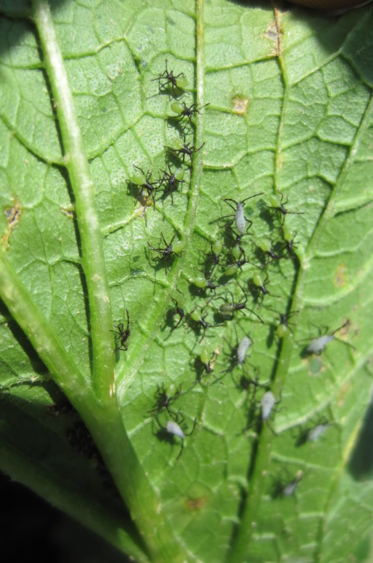 How To Find Bad Bugs in the Garden