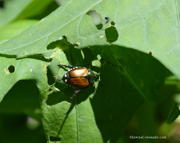 Japanese Beetles