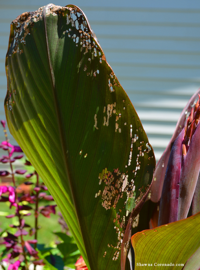 Japanese Beetles on canna lily 3