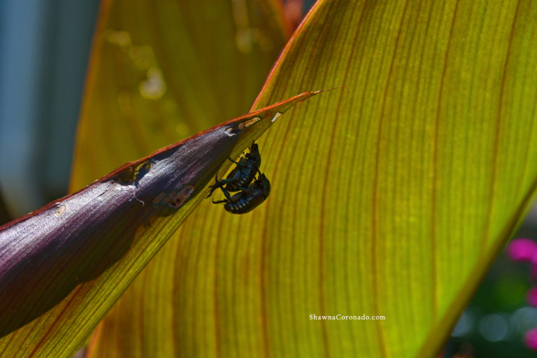 Japanese Beetles partnered on canna lily 2