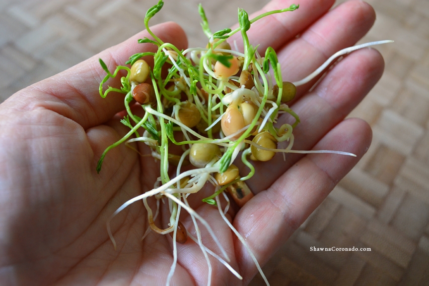 Garden Therapy Mason Jar Sprout Kit Sprouts