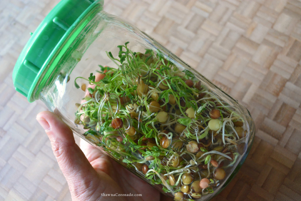 Garden Therapy Mason Jar for Sprouts