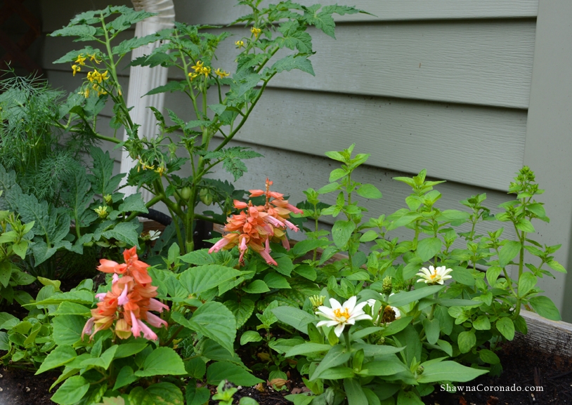 Prevent Herbs Bolting