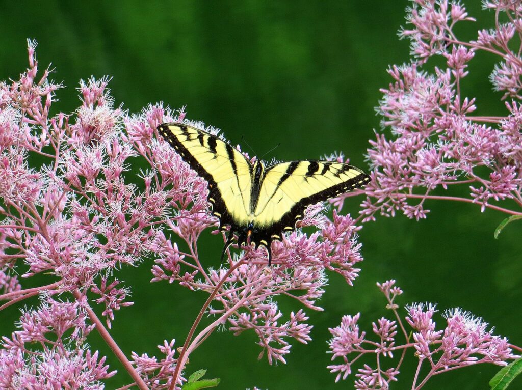 joe pye weed with swallowtail butterfly