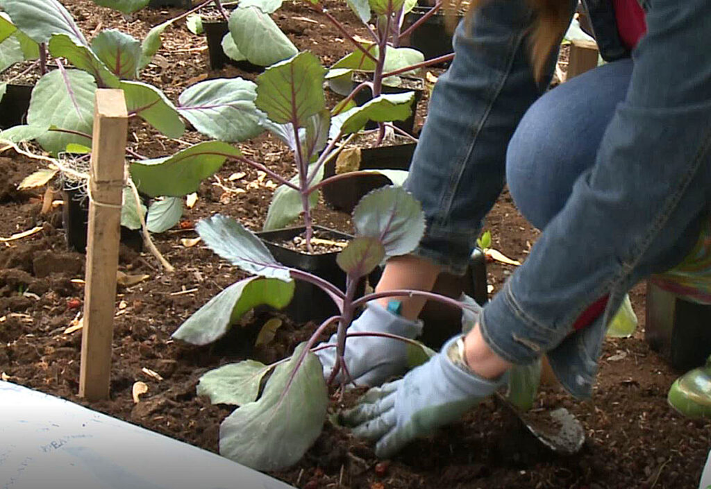 growing red purple cabbage