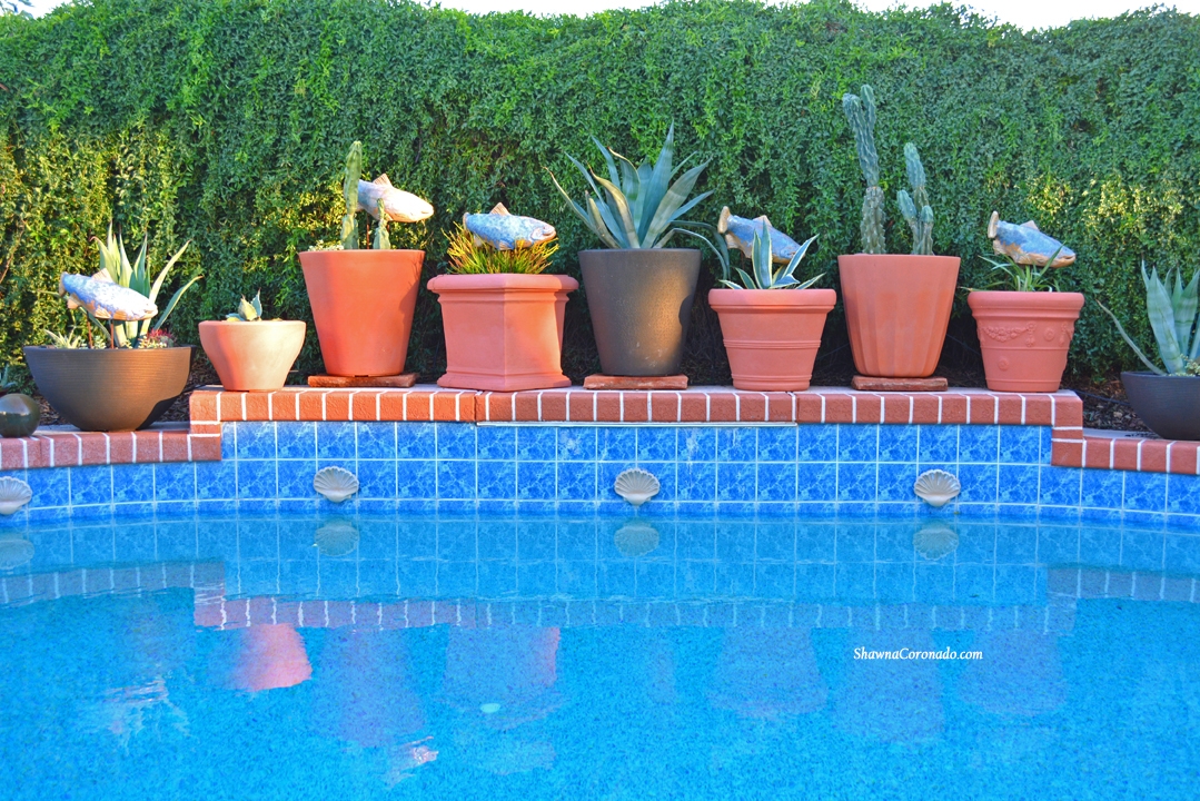 Cactus and Succulents in Container Gardens