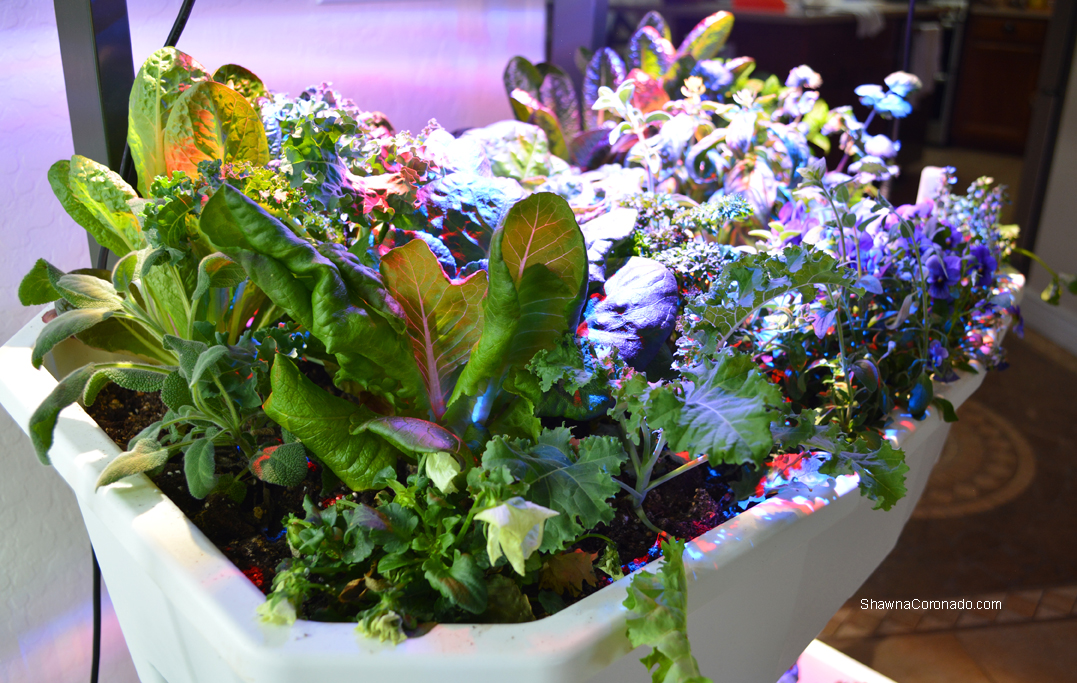 Indoor Vegetable Gardening