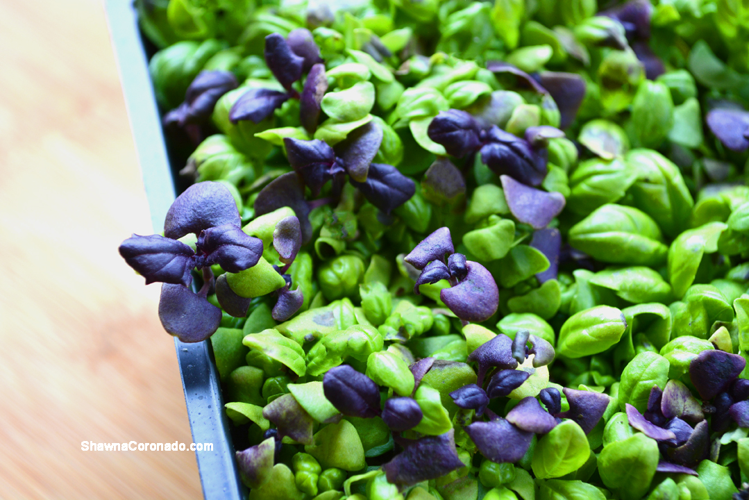 Basil microgreens