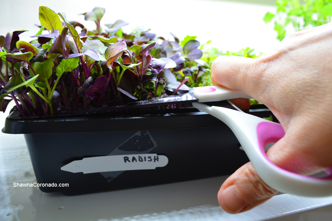 Harvesting Radish Microgreens ⋆ Shawna Coronado