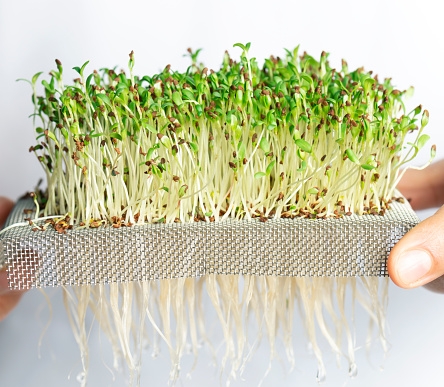 Microgreens – Grow Inside for Food Security