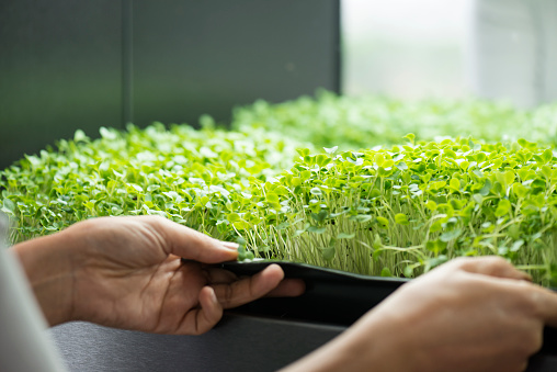 Best Microgreen Growing Trays