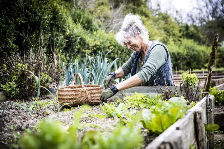 Garden lady gardening in raised bed