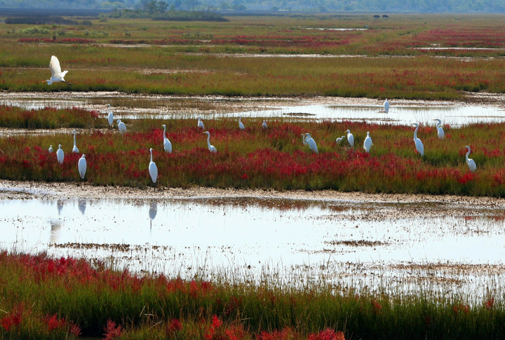 Great White Herons on Bogs