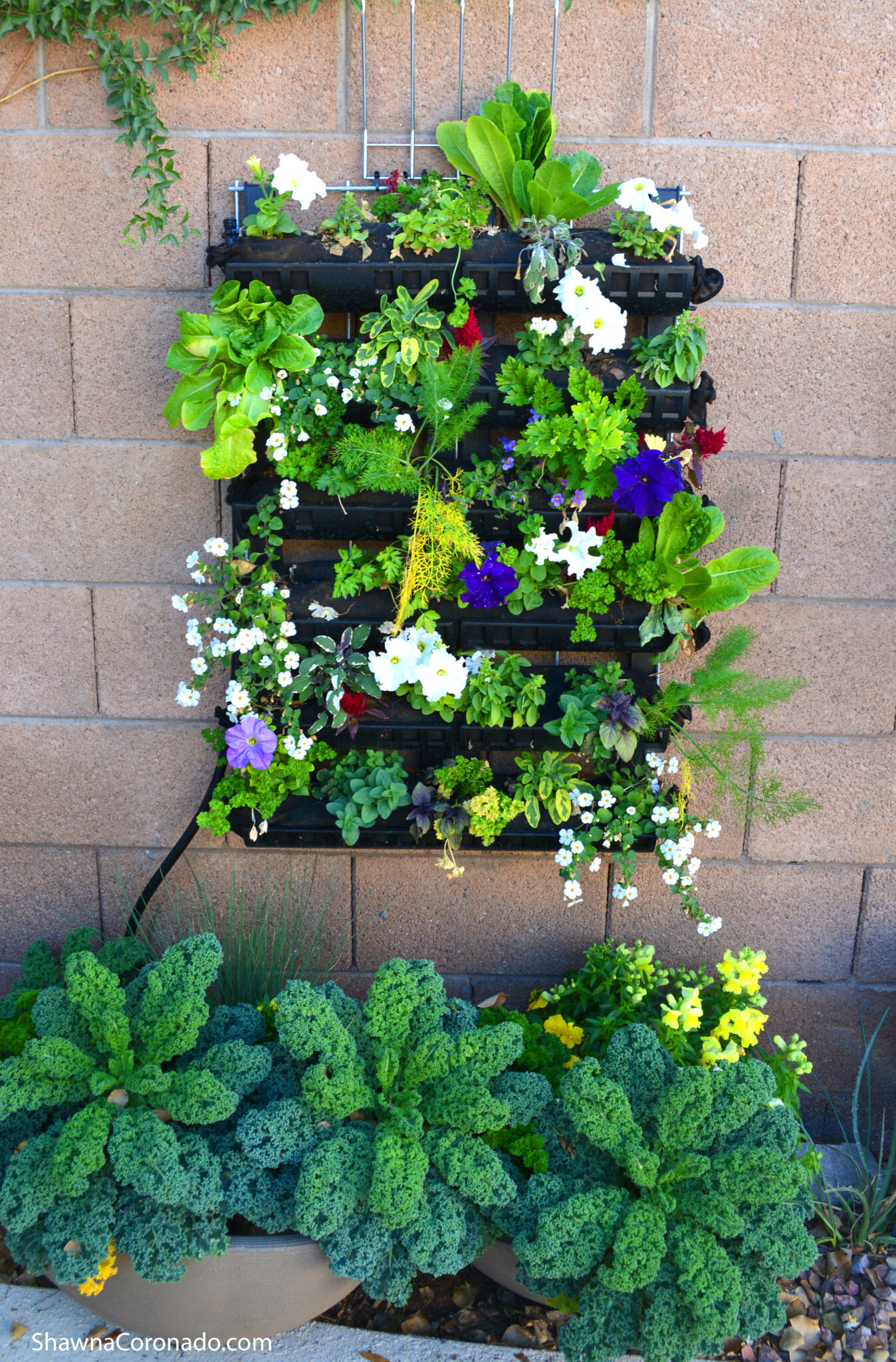 living-wall-garden-quick-growing-guide