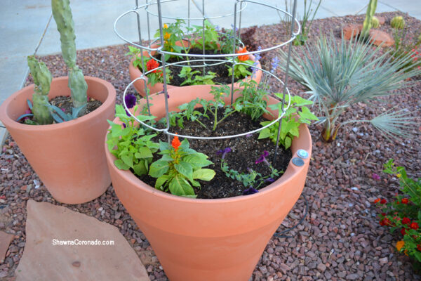 Crescent Garden 26 inch Containers with Tomatoes and Annuals