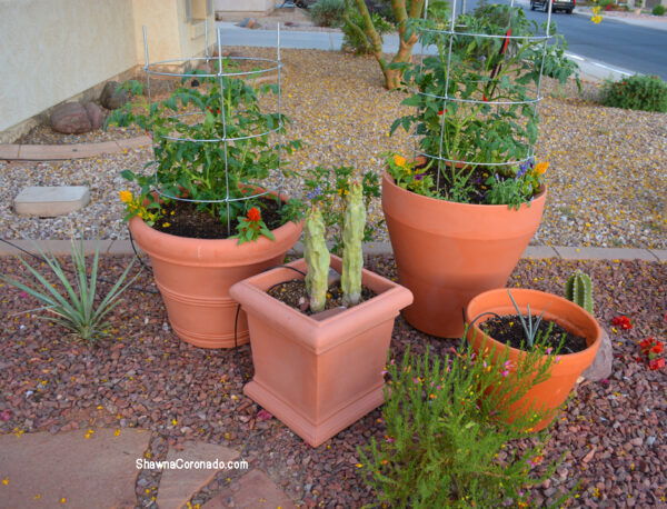 Crescent Garden Planted Brunello and Trudrop Rim 26 inch Containers