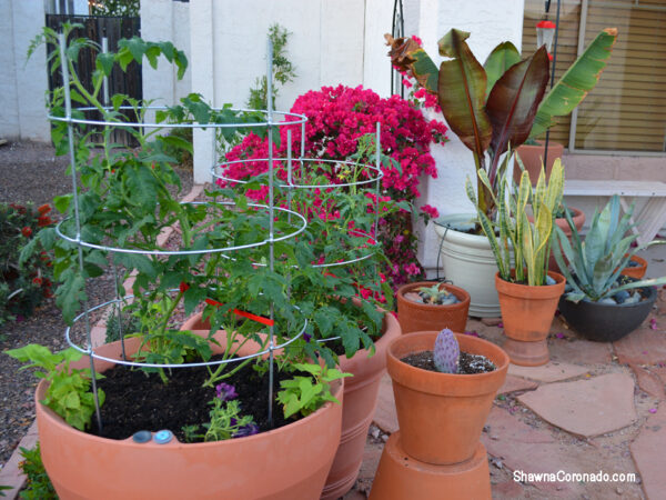 Crescent Garden Tomato Planted Brunello and Trudrop Rim 26 inch Pots