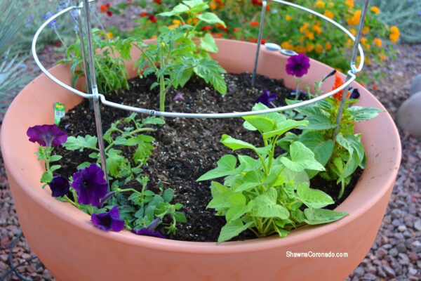 Crescent Trudrop Rim Planter 26 inch Planted with Tomatoes and Annuals