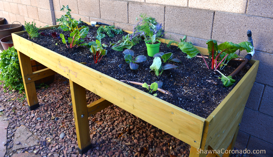 Herbs and vegetables in elevated garden beds