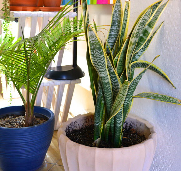 Houseplant Sansevieria mother in law tongue