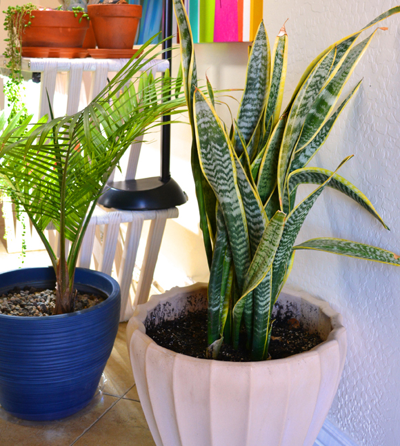 How to Repot a Houseplant Using Peat-Free Soil