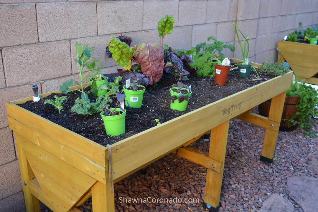 Planting vegetables in elevated garden beds