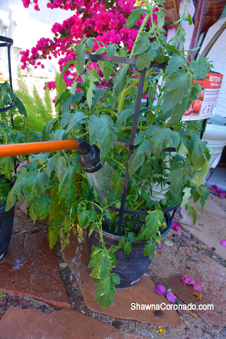 Watering Tomatoes Before Planting