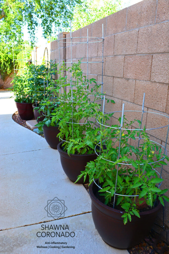 Tomato-cages-in-row-of-container-gardens