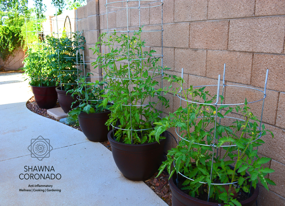 tomato-container-gardens-with-tomato-cages