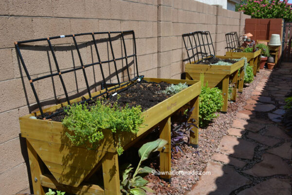 Irrigation-lines-assembled-in-raised-garden-beds