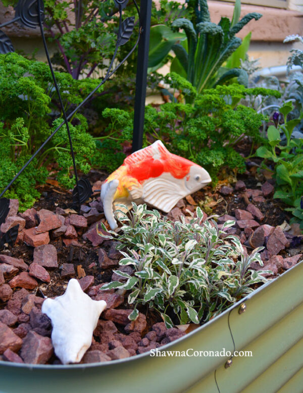 Art-Gallery-Small-Kohaku-Koi-Fish-in-Garden