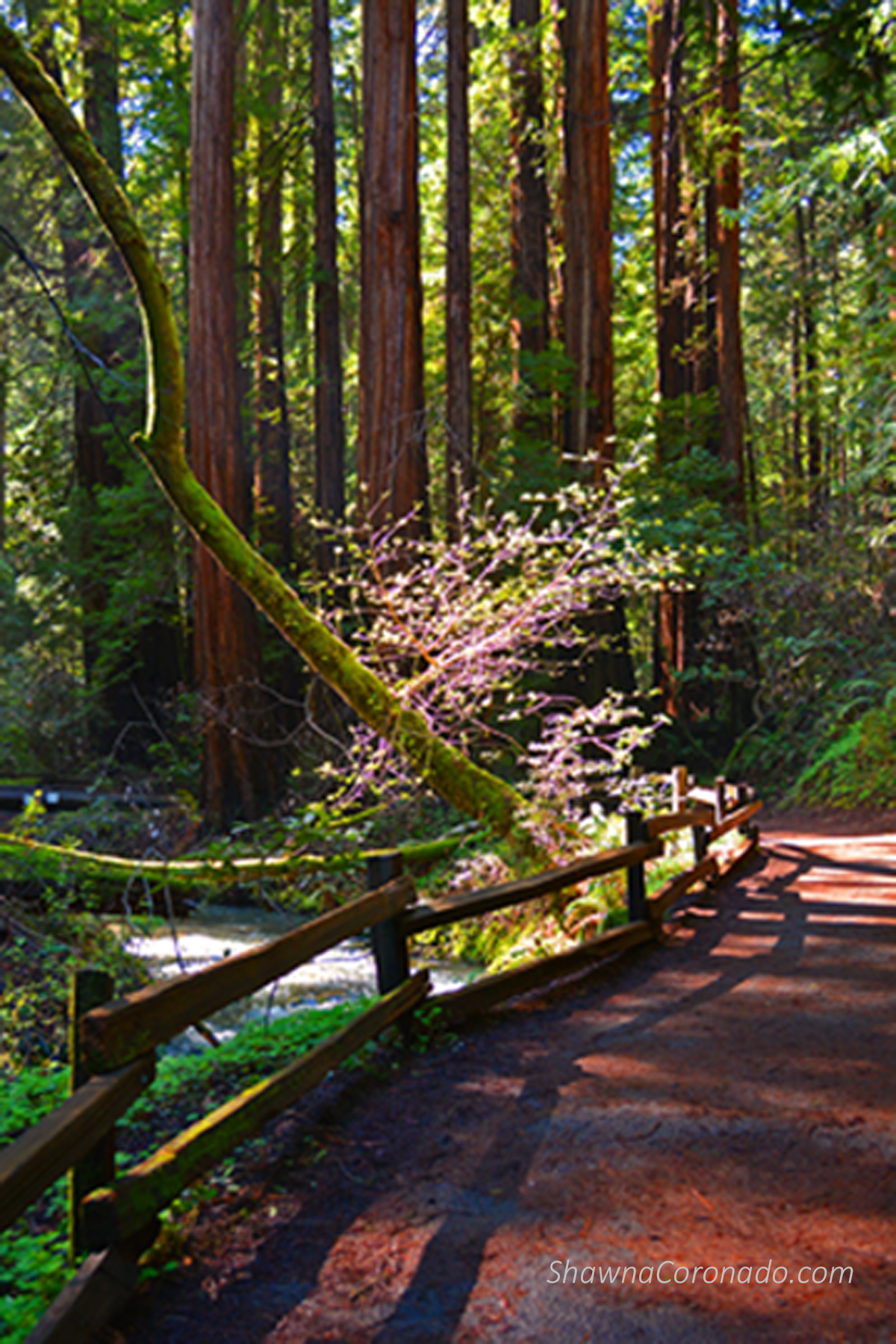 Muir Woods Park Moss Water and Light Shawna Coronado.
