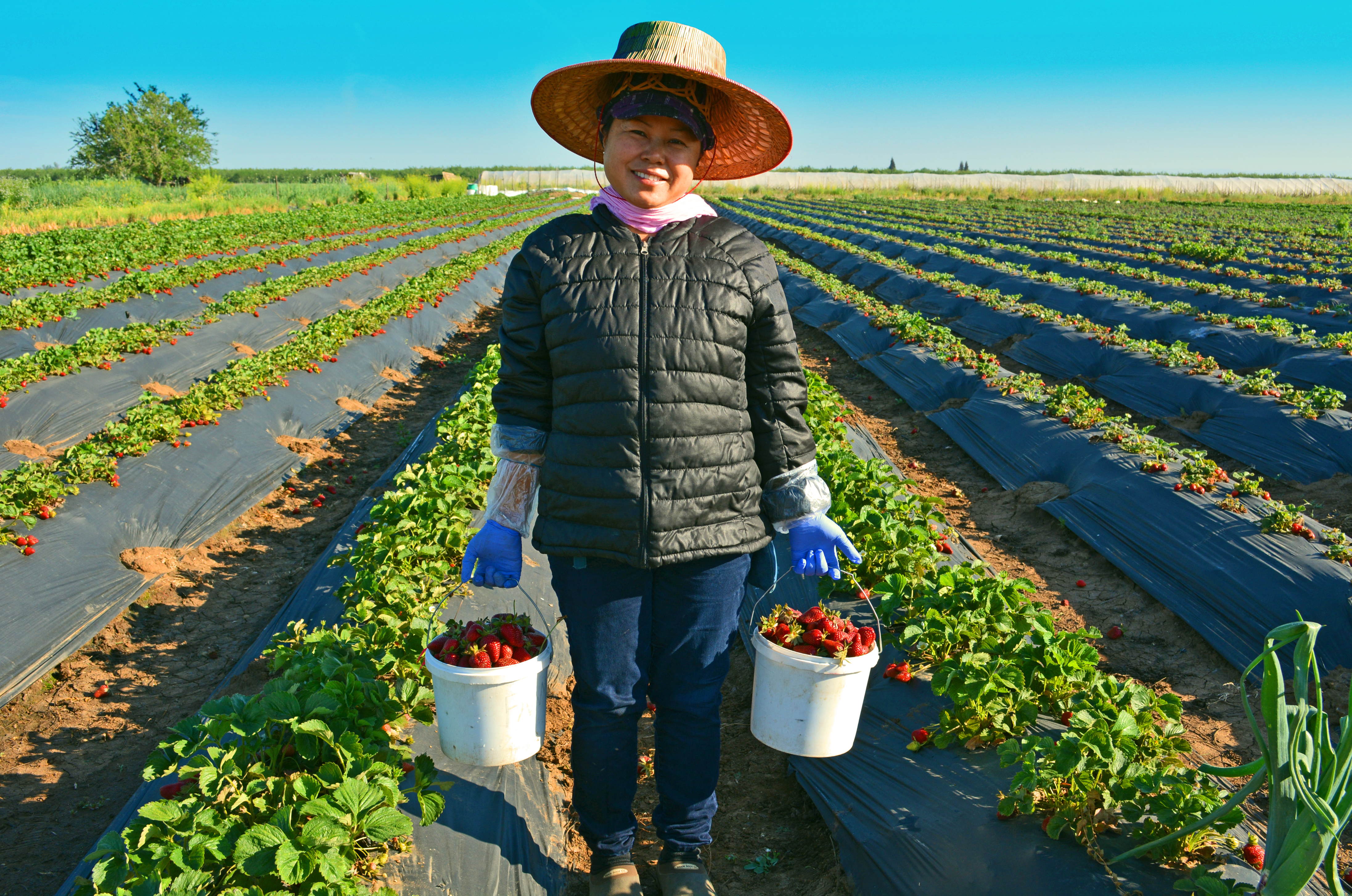 California Strawberry Picking Lady copyright Shawna Coronado