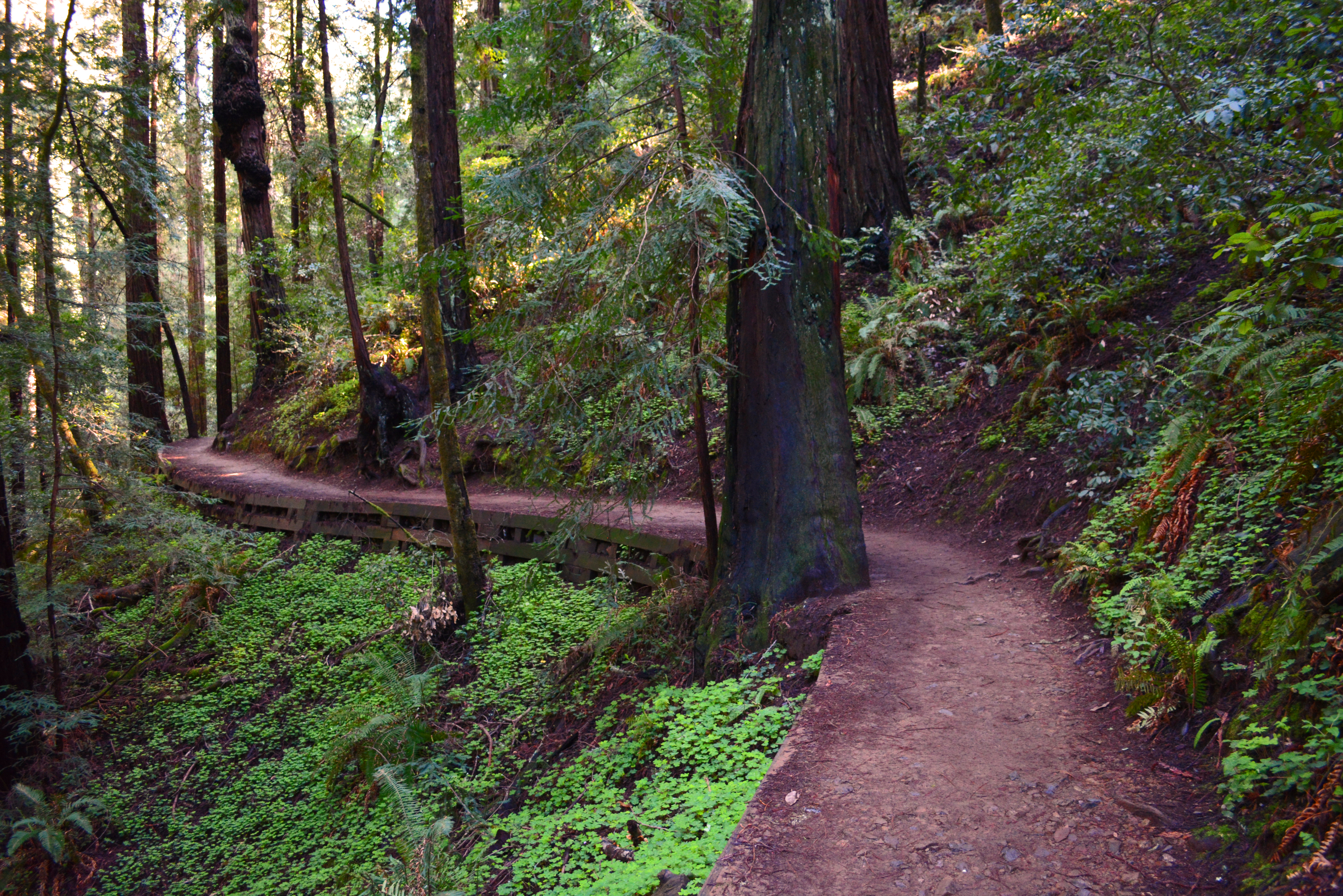 Muir Woods Park WindingTrails copyright Shawna Coronado.jpg